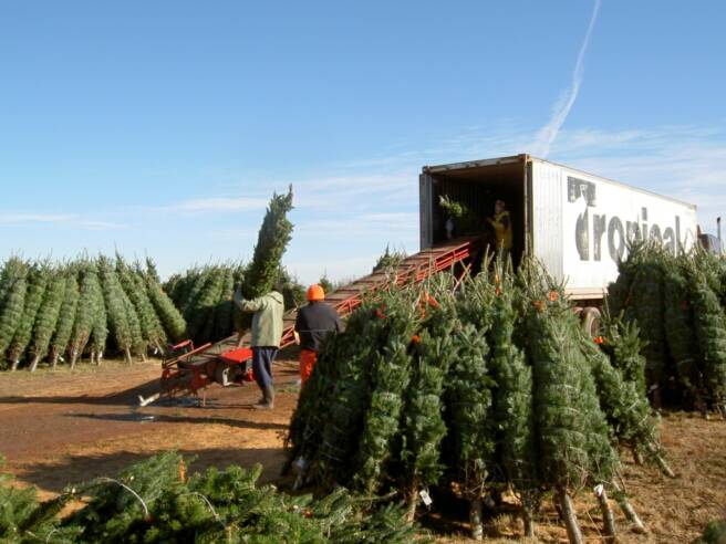 Wholesale Christmas Tree